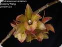 Dendrobium serratilabium